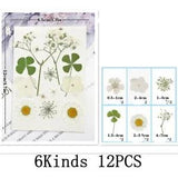 12PCS Real Pressed Dry Flower collection, white Flowers leaves as picture FHT503