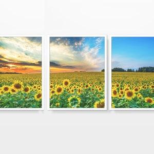 Field of Sunflowers Panoramic Photography Prints, Set of 3, UNFRAMED, Flowers Landscape photos, Home and Wall Art Decor Poster, All Sizes