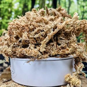 1/2 Gallon Long Fiber New Zealand Sphagnum Moss 2.5oz [70 Grams]