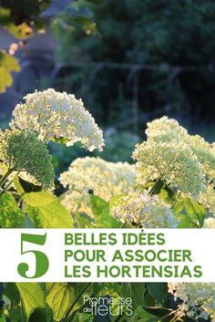 Hortensia : 7 id??es pour l'associer Flower Delivery