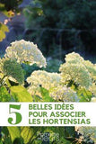 Hortensia : 7 id??es pour l'associer Flower Delivery