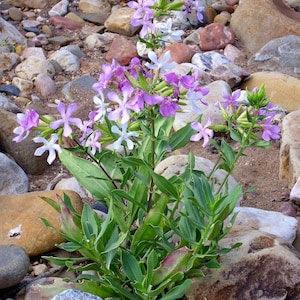 WILDFLOWER SOAPWORT PINK Perennial Saponaria Rosea Officinalis 20 Seeds