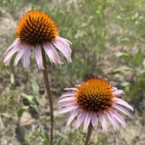 Narrow-leaved Echinacea, Narrow-leaved Purple Coneflower (Echinacea angustifolia) - Native Perennial Flower - 40+ Seeds