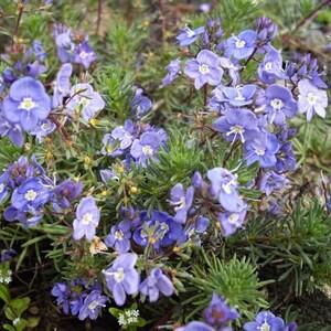 ARMENIAN SPEEDWELL Veronica Armena Perennial Native To Turkey Europe, 10 Seeds