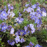 ARMENIAN SPEEDWELL Veronica Armena Perennial Native To Turkey Europe, 10 Seeds