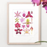 Orchid Flowers Print ? Orchid species ID chart featuring 13 watercolor paintings ? Unframed fine art print