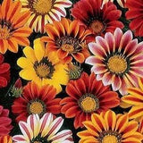 50  Gazania Sunshine Mixed   Flower Seeds.