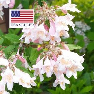 Kolkwitzia Amabilis Cloud Pink - Beauty Bush - 30 Seeds