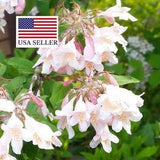Kolkwitzia Amabilis Cloud Pink - Beauty Bush - 30 Seeds