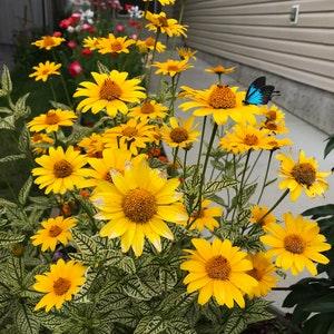40+ Heliopsis helianthoides 'Loraine Sunshine' flower seeds ¡§COxeye sunflowers - False sunflowers -  Perennial flower seeds - FS017