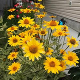 40+ Heliopsis helianthoides 'Loraine Sunshine' flower seeds ¡§COxeye sunflowers - False sunflowers -  Perennial flower seeds - FS017