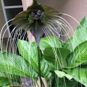 Black Bat Flower Live Plant includes heat pack for winter shipping