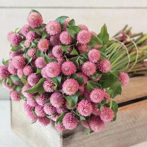 Raspberry Cream Gomphrena 40 seed packet (OHIO grown)