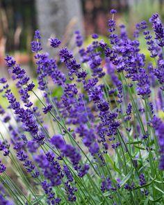 Lavender's Allure Flower Delivery