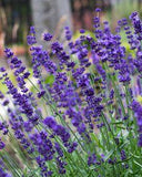 Lavender's Allure Flower Delivery