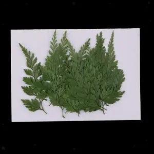 12 Real Pressed Dried Flower Leaves For Epoxy Resin Jewelry Making Craft DIY