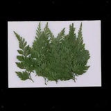 12 Real Pressed Dried Flower Leaves For Epoxy Resin Jewelry Making Craft DIY