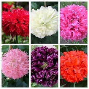 250 Organic PEONY POPPY MIX Papaver Paeoniflorum Mixed Colors Red, White, Pink, Black, Purple, Salmon, Bronze, Lilac, & Bicolor Flower Seeds