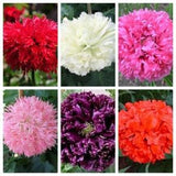 250 Organic PEONY POPPY MIX Papaver Paeoniflorum Mixed Colors Red, White, Pink, Black, Purple, Salmon, Bronze, Lilac, & Bicolor Flower Seeds