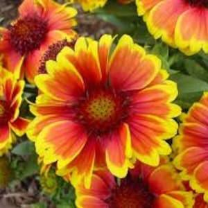 gaillardia flower seeds,422, daisy seeds, orange yellow daisy, flower seeds, gardening