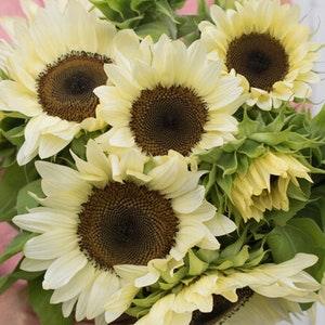 10 seeds White Nite Sunflower Seed