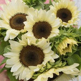 10 seeds White Nite Sunflower Seed