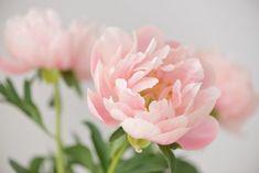 Voici quand il faut vraiment tailler la pivoine pour optimiser la floraison ? Flower Delivery