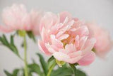 Voici quand il faut vraiment tailler la pivoine pour optimiser la floraison ? Flower Delivery