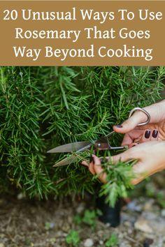 20 Unusual Ways To Use Rosemary That Goes Way Beyond Cooking Flower Delivery
