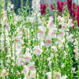Appleblossom Snapdragon Seeds, Potomac Appleblossom F1, 50 Flower Seeds // Open Pollinated, Non-GMO, antirrhinum majus