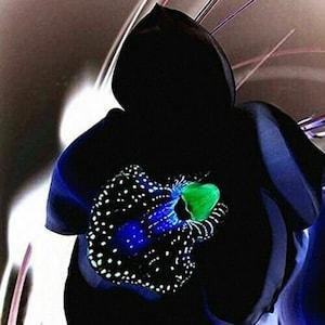 Rare Black Orchid Flower 50PCS Seeds Exotic Orchid Home Garden Bonsai