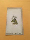 KS) 1878 Botanique Pratique Ranunculus Alpestris Original Flower Colored Print