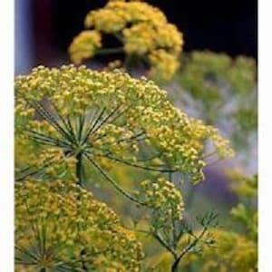 Long Island Mammoth Dill SEEDS draws ladybugs predatory insects bouquet florist cut flower non GMO organic Dizzy Bees Urban Garden