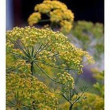 Long Island Mammoth Dill SEEDS draws ladybugs predatory insects bouquet florist cut flower non GMO organic Dizzy Bees Urban Garden