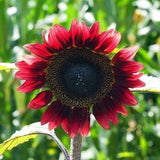 Velvet Queen Sunflower Seeds, Sunflower Seeds