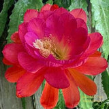 1 unrooted cutting/ leaf/ stem Super Rare Hot  Clarity??s Crown of Light Epiphyllum Orchid Cactus 6-8???
