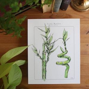 Lucky Bamboo- Houseplant Poster // 8x10, Plant Lover Gift, Bamboo Plant, Houseplant Painting, Wall Art, Houseplant Identification