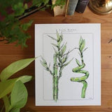 Lucky Bamboo- Houseplant Poster // 8x10, Plant Lover Gift, Bamboo Plant, Houseplant Painting, Wall Art, Houseplant Identification