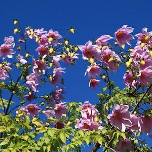 TREE DAHLIA, Bell Dahlia imperialis 3 Seeds