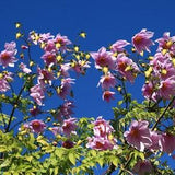 TREE DAHLIA, Bell Dahlia imperialis 3 Seeds