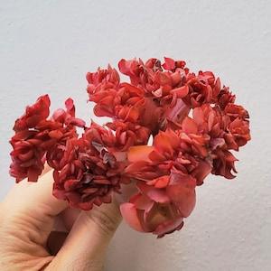 Echeveria Remuners | Exquisite Ultra Rare Korean Succulent | Living Plant | Shown on Pic | Not Seed