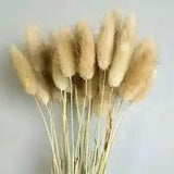 20 Natural Rabbit Tail Bunny Grass Tail Bouquet Dried Flowers Gift Lagurus Home