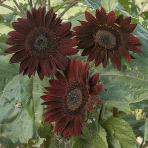 Dark brown Sunflower seeds for planting
