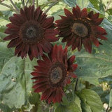 Dark brown Sunflower seeds for planting