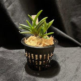 Vanda (Neofinetia) falcata 'Tachitaihou' ???????i