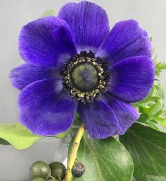Blaue Anemone Flower Delivery