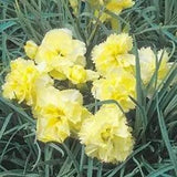 Carnation- Chabaud Yellow- 50 Seeds- New