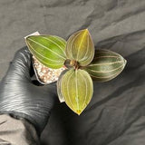 Rare Terrestrial Orchid Ludochilus 'Sea Turtle' (exact plant no.4)