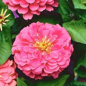 Zinnia Illumination Purple Pink Flowers 1g - 50 Seeds - Zinnia Elegans NON GMO