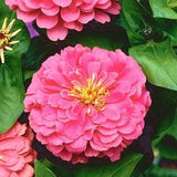 Zinnia Illumination Purple Pink Flowers 1g - 50 Seeds - Zinnia Elegans NON GMO